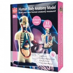 modellino corpo umano - 32 pezzi