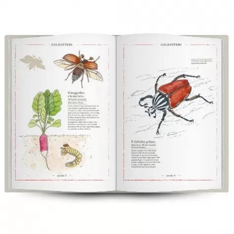 inventario illustrato degli insetti