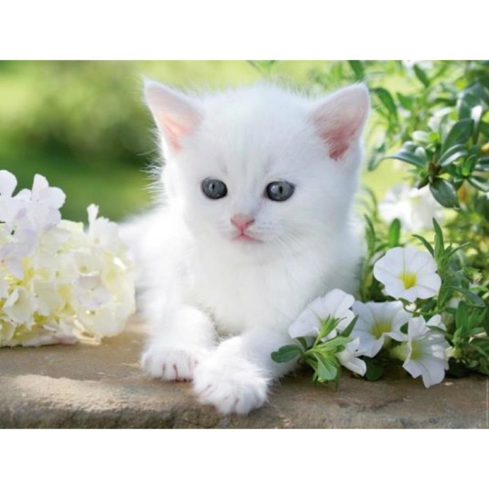 gattino bianco - puzzle 1500 pezzi