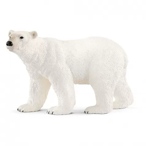 orso polare