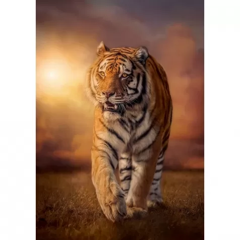 tiger - puzzle 1500 pezzi high quality collection