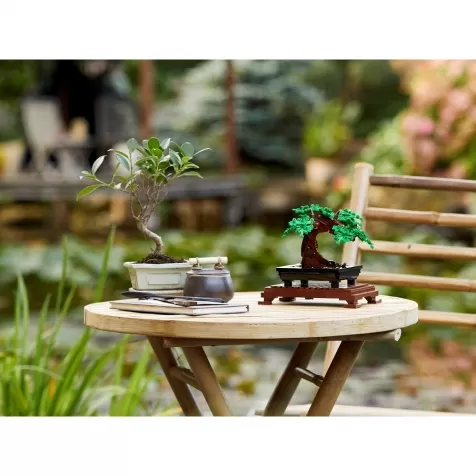 10281 - albero bonsai