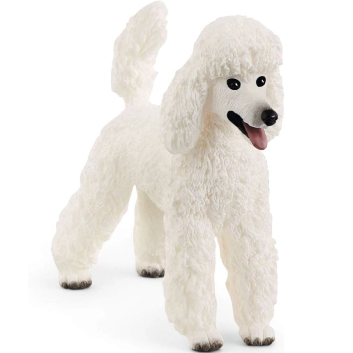 barboncino, pura razza spagnola