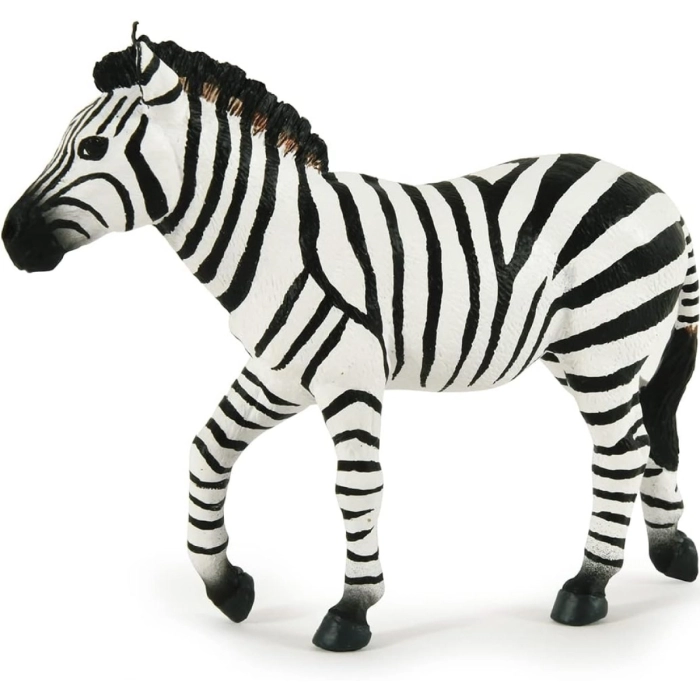 zebra maschio