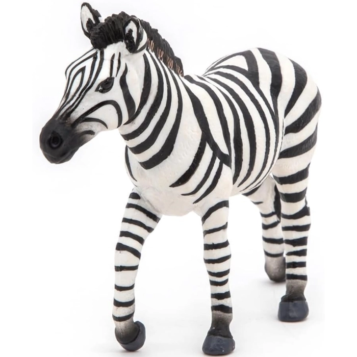 zebra maschio