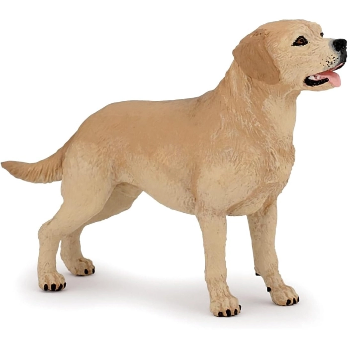 labrador