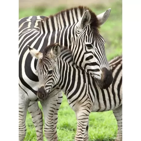 amore di zebra - puzzle 300 pezzi xxl
