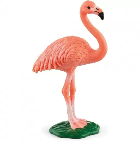 fenicottero