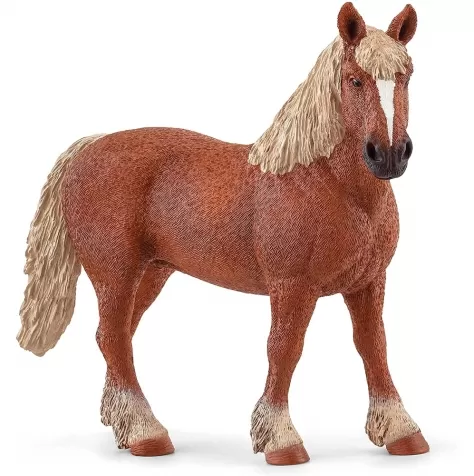 cavalla belga