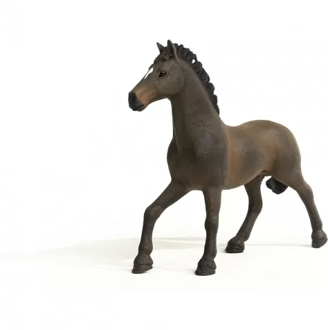oldenburger stallion
