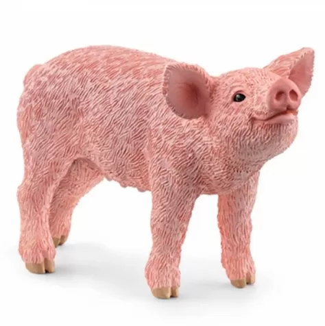 maialino