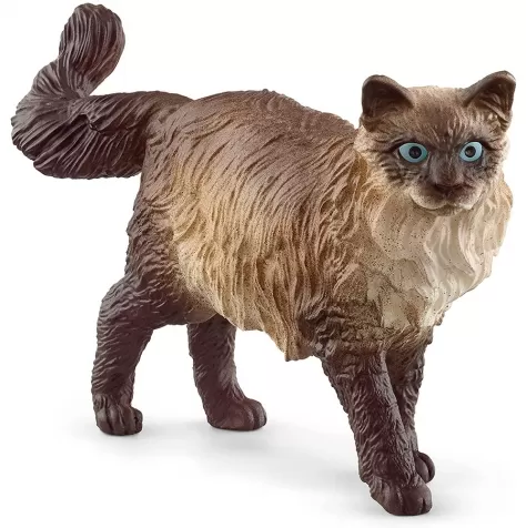 gatto ragdoll