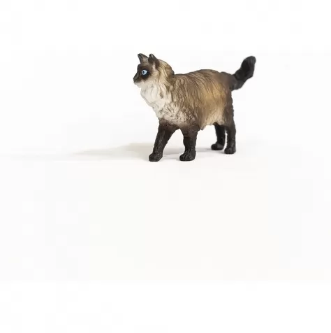 gatto ragdoll