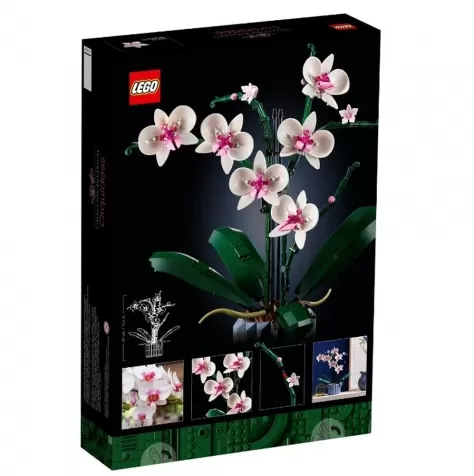 10311 - orchidea pianta d'arredo con fiori