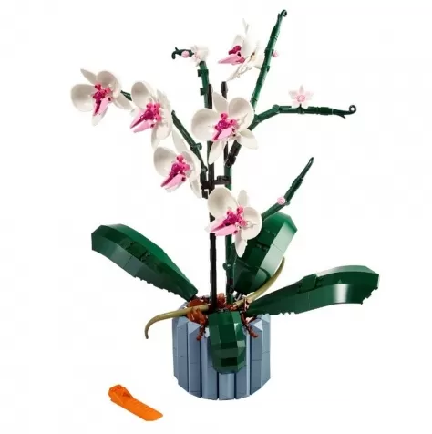 10311 - orchidea pianta d'arredo con fiori: 3