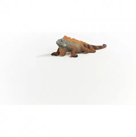 iguana