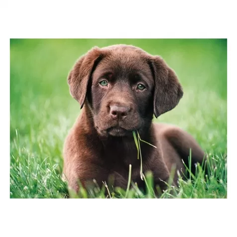 chocolate puppy - puzzle 500 pezzi high quality collection