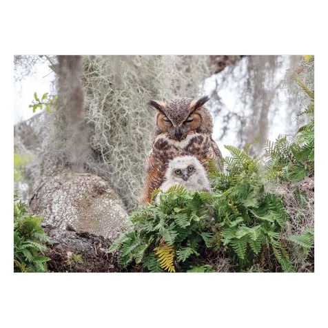 great horned owl - puzzle 1000 pezzi