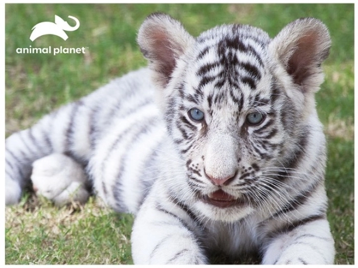 tigre bianca - puzzle 63 pezzi