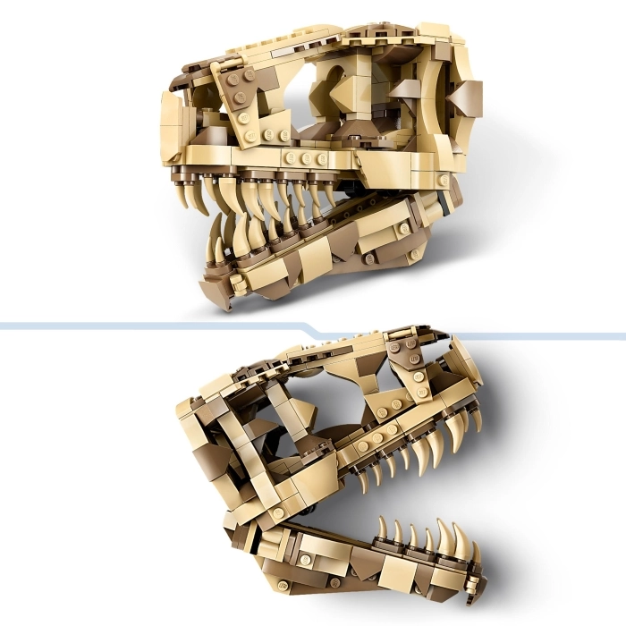 76964 - fossili di dinosauro: teschio di t. rex