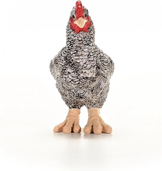 gallina plymouth rock: 2