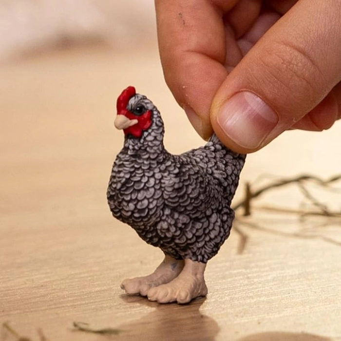 gallina plymouth rock: 3