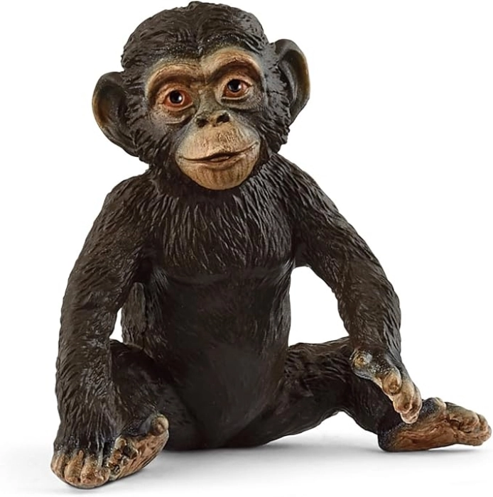 cucciolo di chimpanzee: 1