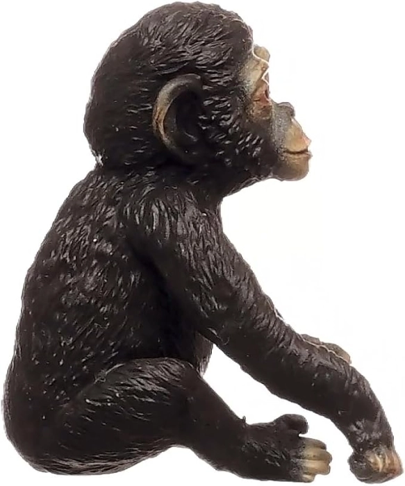 cucciolo di chimpanzee: 2