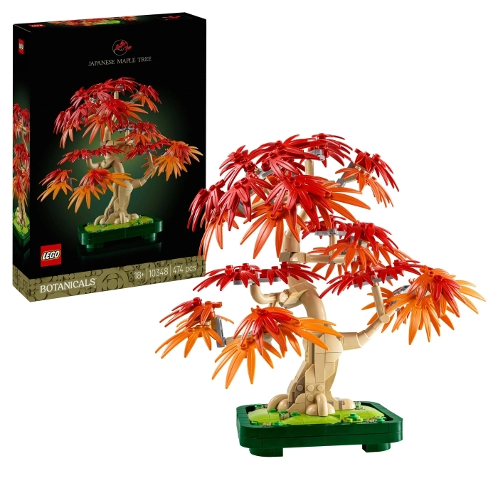 10348 - bonsai di acero rosso giapponese: 10