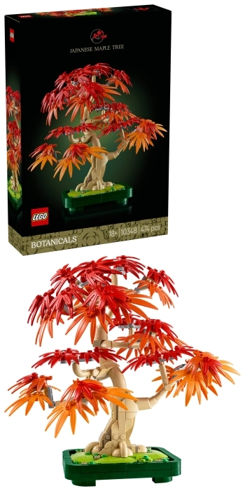 10348 - bonsai di acero rosso giapponese: 11