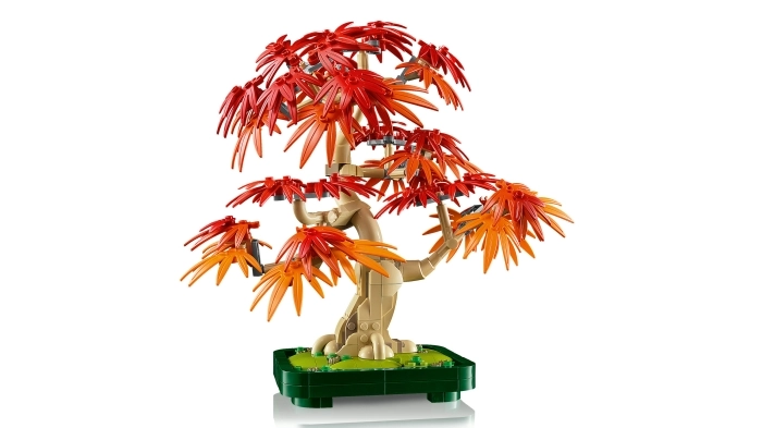 10348 - bonsai di acero rosso giapponese: 12