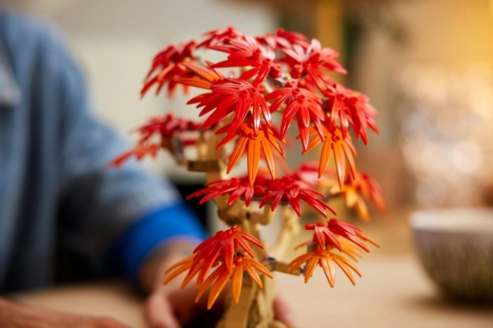 10348 - bonsai di acero rosso giapponese: 17