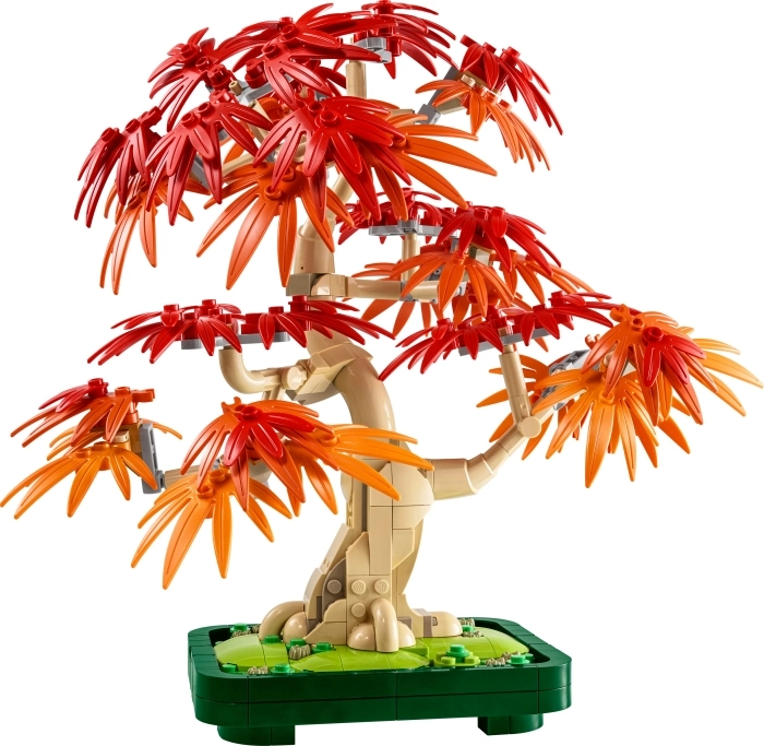 10348 - bonsai di acero rosso giapponese: 2