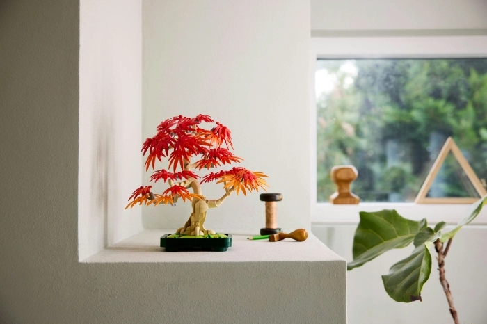 10348 - bonsai di acero rosso giapponese: 22