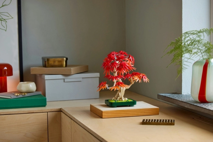 10348 - bonsai di acero rosso giapponese: 25