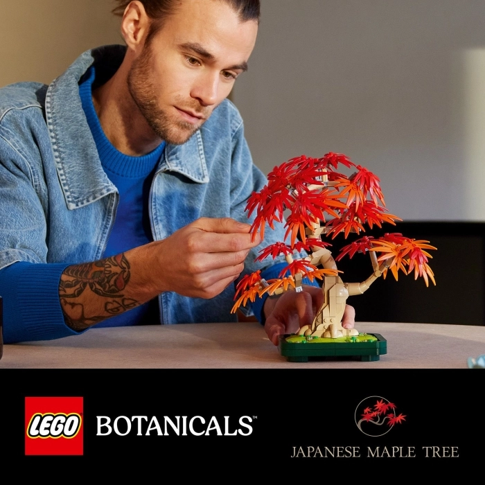 10348 - bonsai di acero rosso giapponese: 31