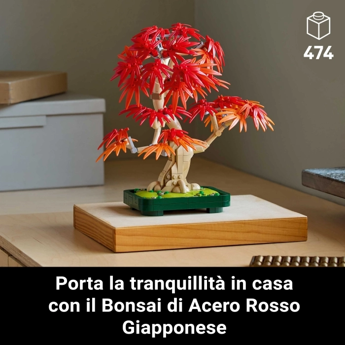 10348 - bonsai di acero rosso giapponese: 33