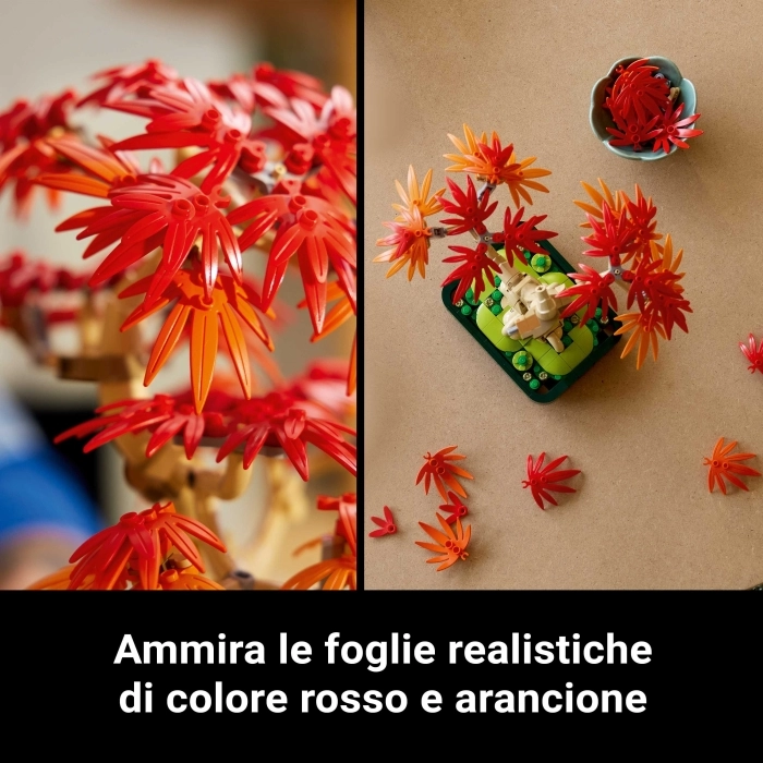 10348 - bonsai di acero rosso giapponese: 35