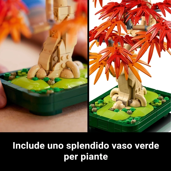 10348 - bonsai di acero rosso giapponese: 36