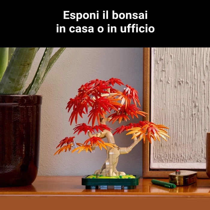 10348 - bonsai di acero rosso giapponese: 37