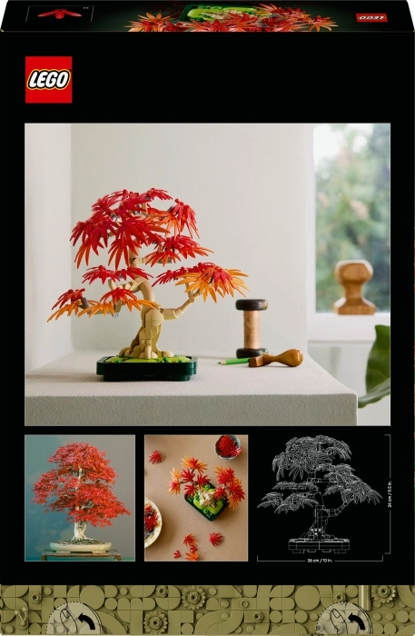 10348 - bonsai di acero rosso giapponese: 4