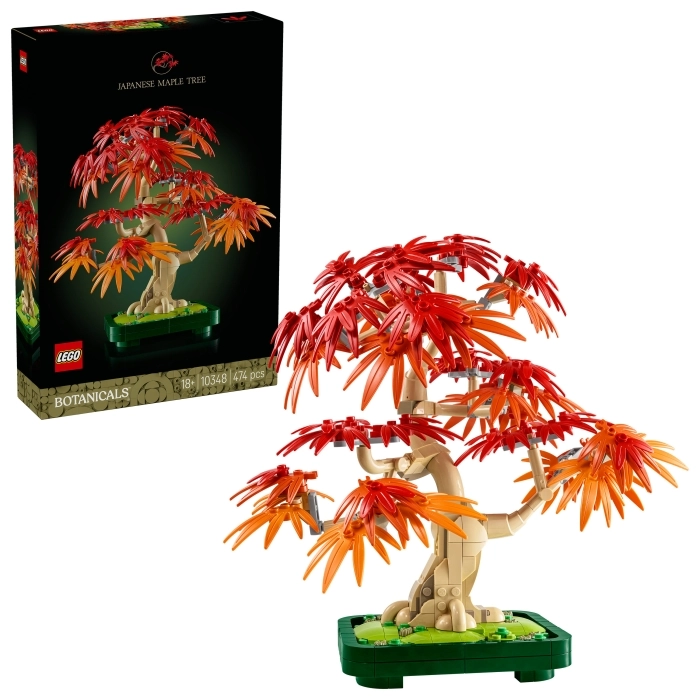 10348 - bonsai di acero rosso giapponese: 9