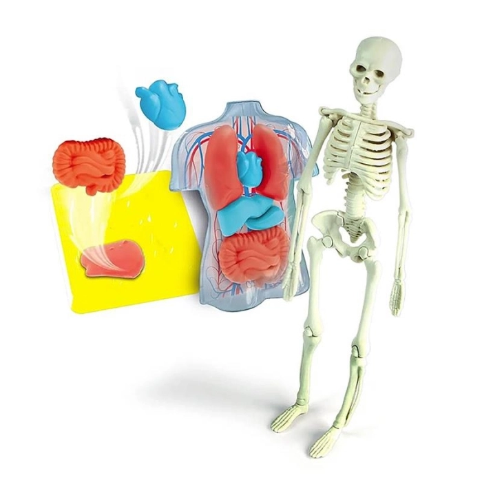 scienza & gioco lab - anatomia scheletro e organi