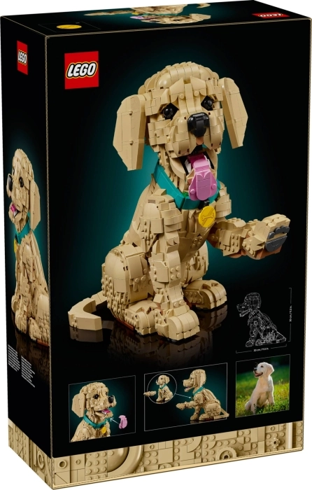 11384 - cucciolo di golden retriever