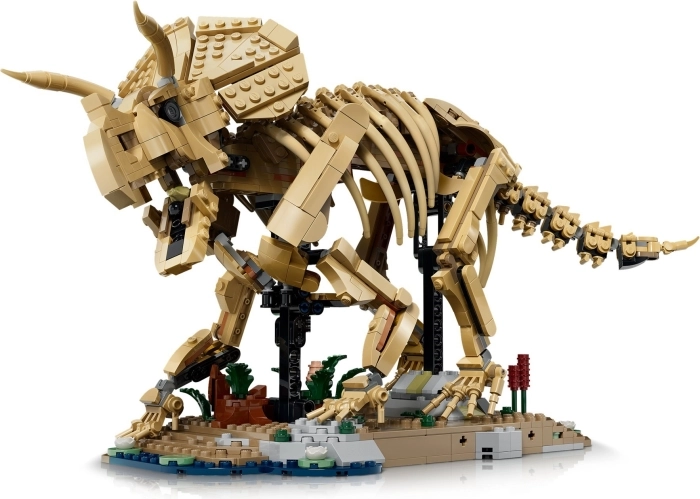 77985 - fossili di dinosauro: triceratopo