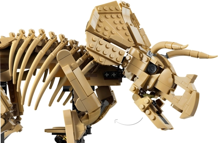 77985 - fossili di dinosauro: triceratopo