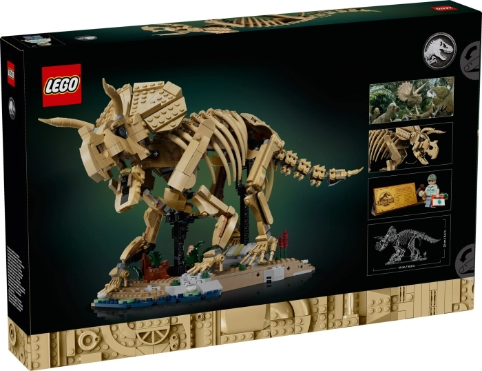 77985 - fossili di dinosauro: triceratopo