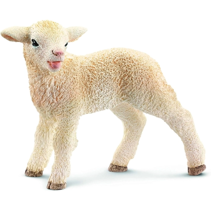 agnello