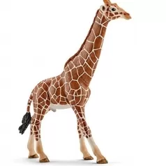 giraffa maschio