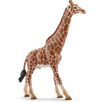 giraffa maschio